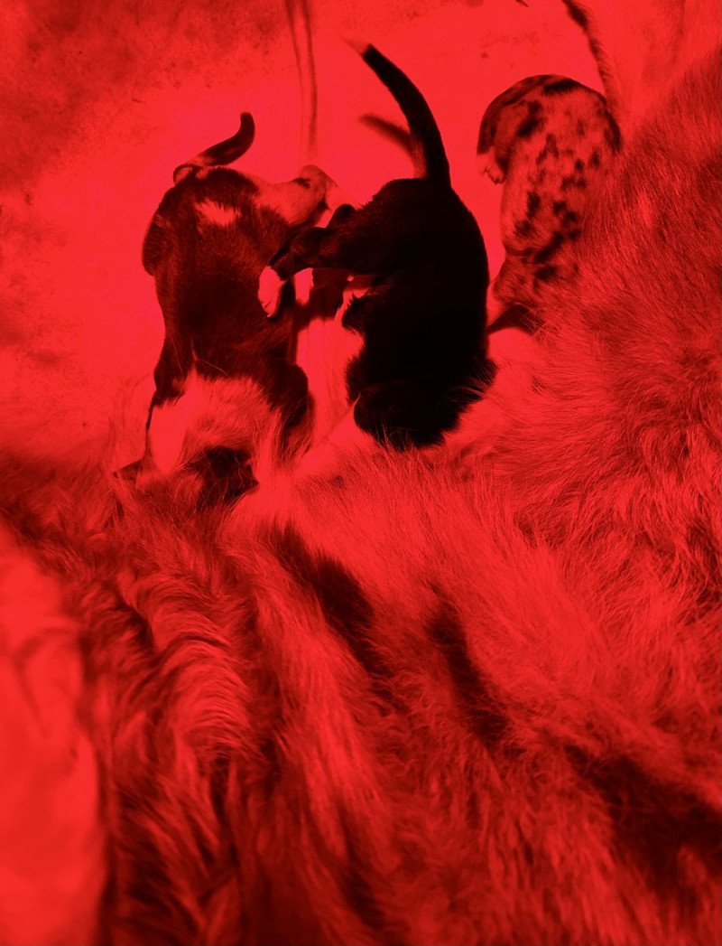 Rouge merle femelle Femelle Berger australien