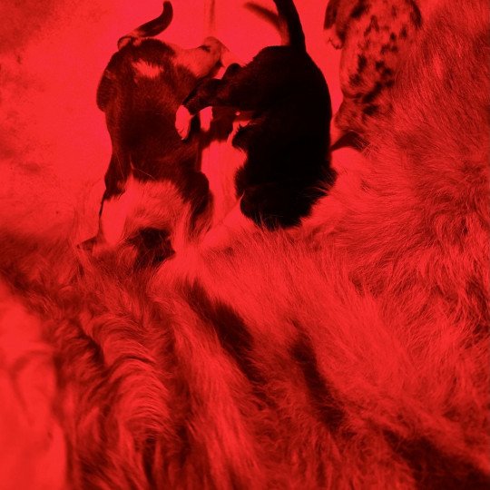 Rouge merle femelle des fauminards Femelle Berger australien