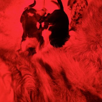 chiot Berger australien Rouge merle Rouge merle femelle Berger australien des fauminards