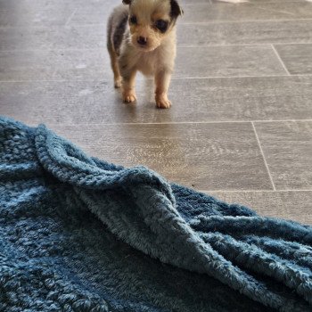 chiot Berger australien Bleu merle RUBIS 3 Berger australien des fauminards chiot Berger australien Bleu merle RUBIS 3 Berger australien des fauminards