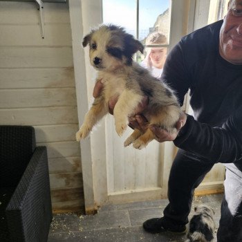 chiot Berger australien Bleu merle JOY Berger australien des fauminards chiot Berger australien Bleu merle JOY Berger australien des fauminards