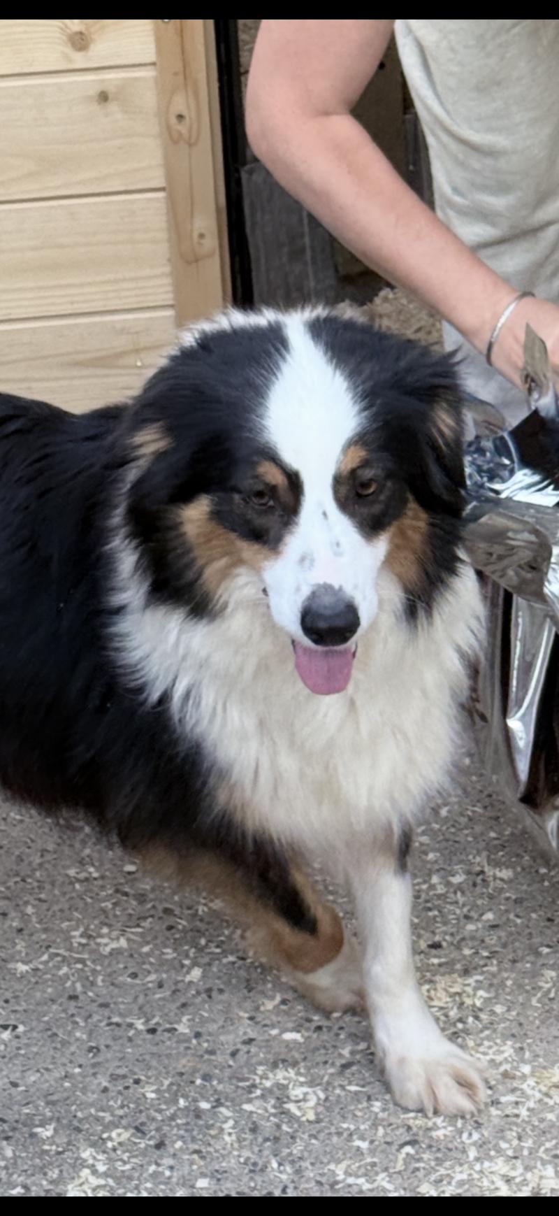 RUBIS Femelle Berger australien