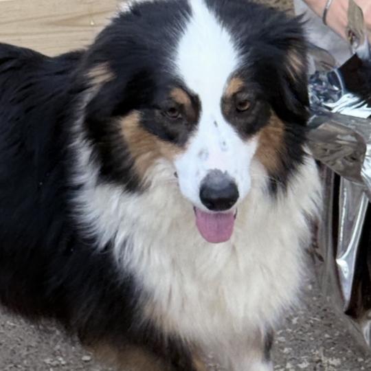 RUBIS Femelle Berger australien