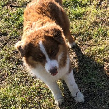 chien Berger australien rouge Rustine Berger australien des fauminards chien Berger australien rouge Rustine Berger australien des fauminards