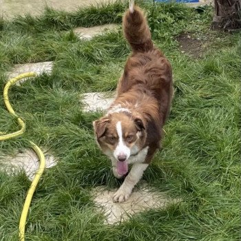 chien Berger australien rouge Rustine Berger australien des fauminards chien Berger australien rouge Rustine Berger australien des fauminards