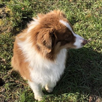chien Berger australien rouge Rustine Berger australien des fauminards chien Berger australien rouge Rustine Berger australien des fauminards