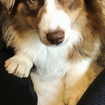chien Berger australien rouge Rustine Berger australien des fauminards chien Berger australien rouge Rustine Berger australien des fauminards