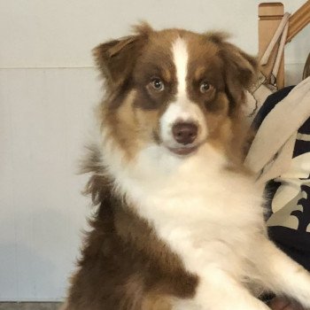 chien Berger australien rouge Rustine Berger australien des fauminards chien Berger australien rouge Rustine Berger australien des fauminards