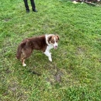 chien Berger australien rouge RUSTINE Berger australien des fauminards chien Berger australien rouge RUSTINE Berger australien des fauminards