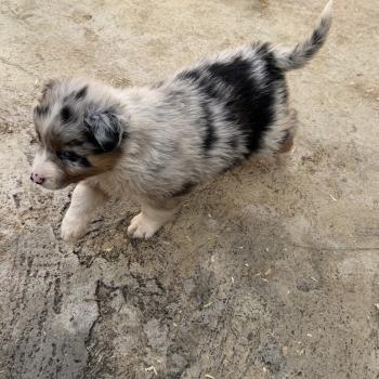 chiot Berger australien SIMBA Berger australien des fauminards