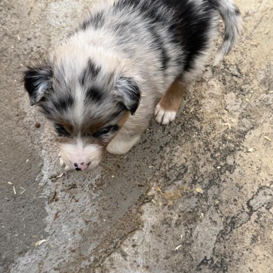 SIMBA Mâle Berger australien
