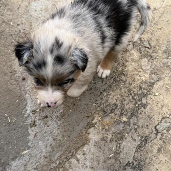 chiot Berger australien SIMBA Berger australien des fauminards
