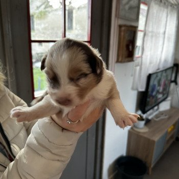chiot Berger australien ROUGE MERLE Snow Berger australien des fauminards