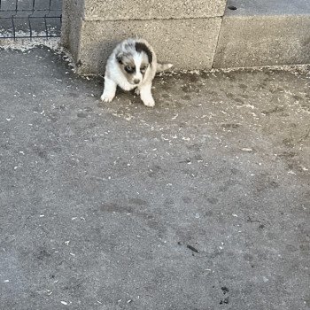 chiot Berger australien ROUGE MERLE Snow Berger australien des fauminards