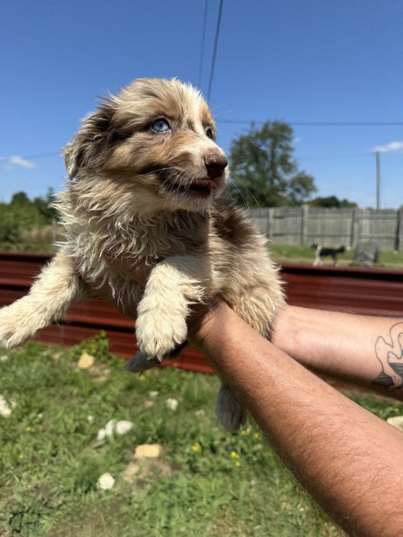 stella Femelle Berger australien