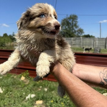 chiot Berger australien rouge merle stella Berger australien des fauminards