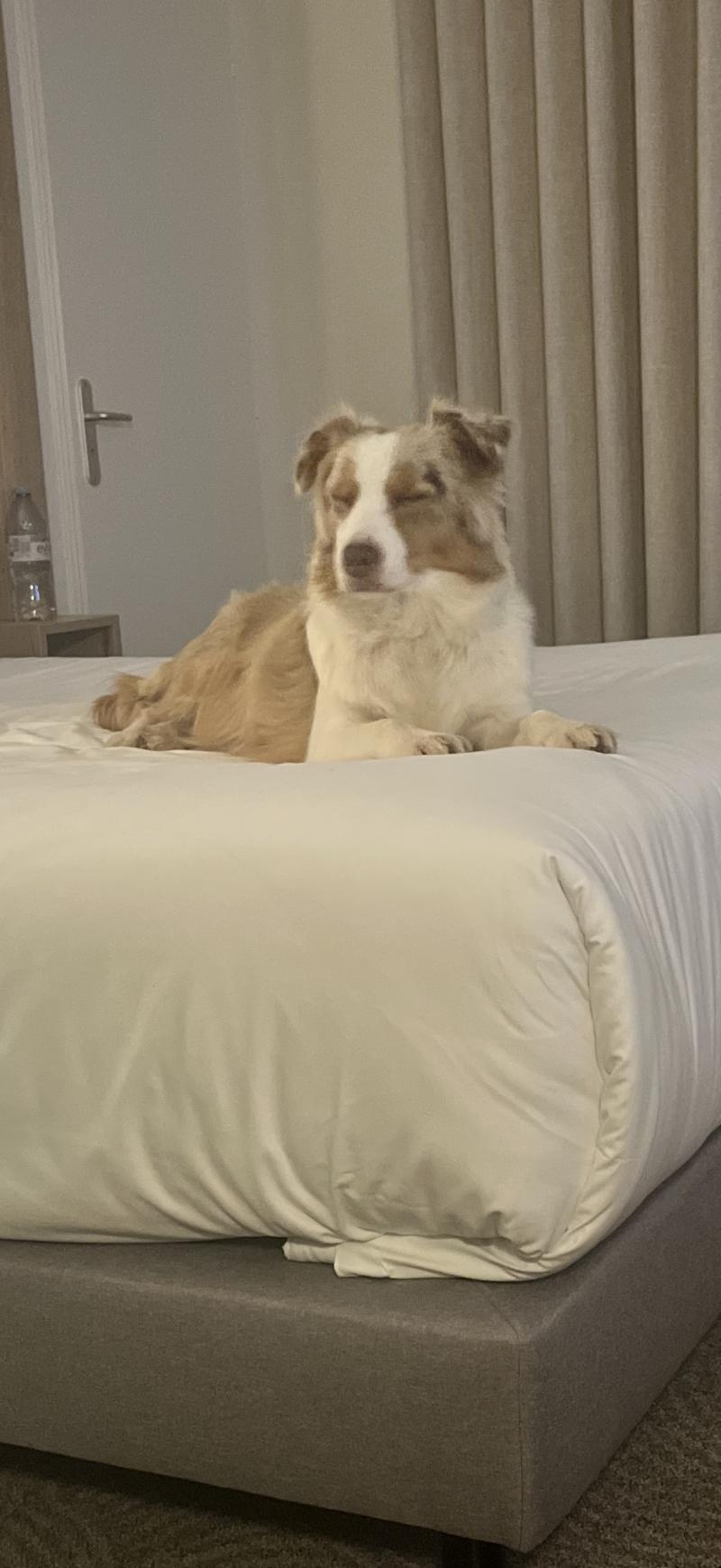 SWEET Femelle Berger australien