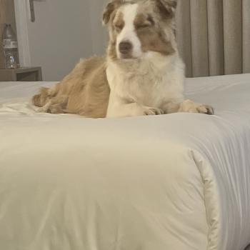 chien Berger australien Rouge merle SWEET Berger australien des fauminards