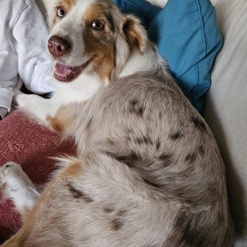 chien Berger australien Sweety Berger australien des fauminards