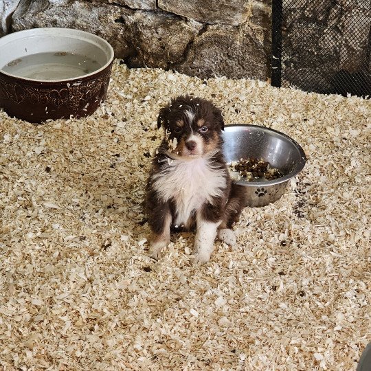 chiot Berger australien Rouge tricolore UTAH Berger australien des fauminards