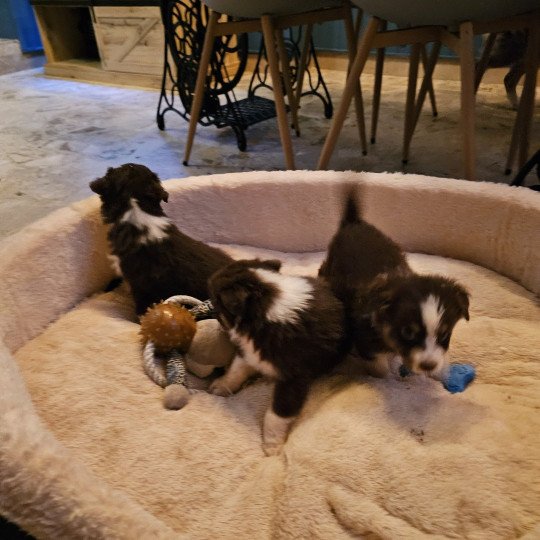 chiot Berger australien Rouge tricolore TALIA 2 Berger australien des fauminards