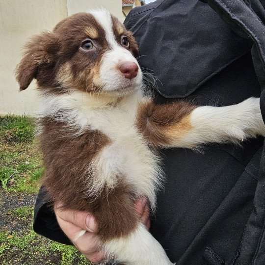 chiot Berger australien Rouge tricolore TALIA 2 Berger australien des fauminards