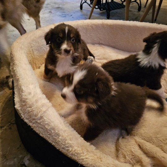 chiot Berger australien Rouge tricolore TALIA 4 Berger australien des fauminards