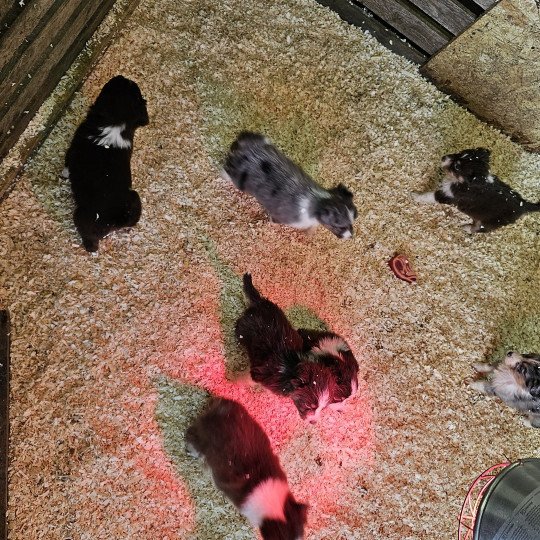 chiot Berger australien Noir tricolore TALIA 6 Berger australien des fauminards