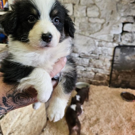 chiot Berger australien Noir tricolore sans queue TALIA 6 Berger australien des fauminards