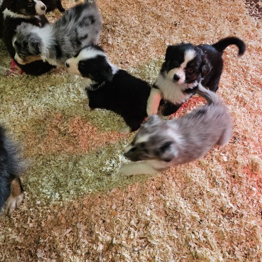 chiot Berger australien Noir tricolore TALIA 7 Berger australien des fauminards