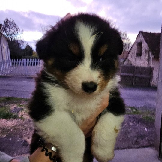 chiot Berger australien Noir tricolore TALIA 7 Berger australien des fauminards