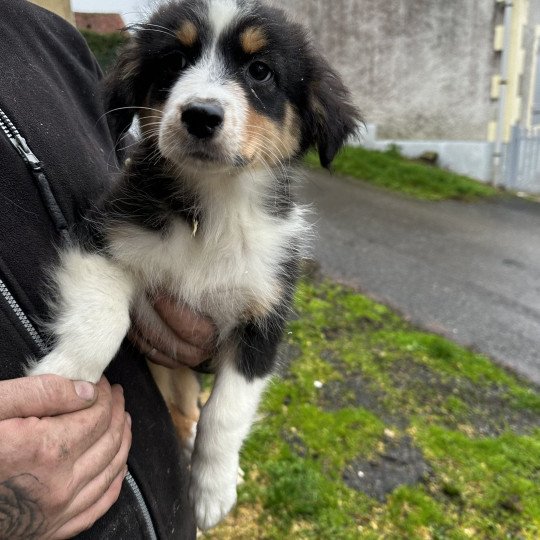 chiot Berger australien Noir tricolore Uzana Berger australien des fauminards
