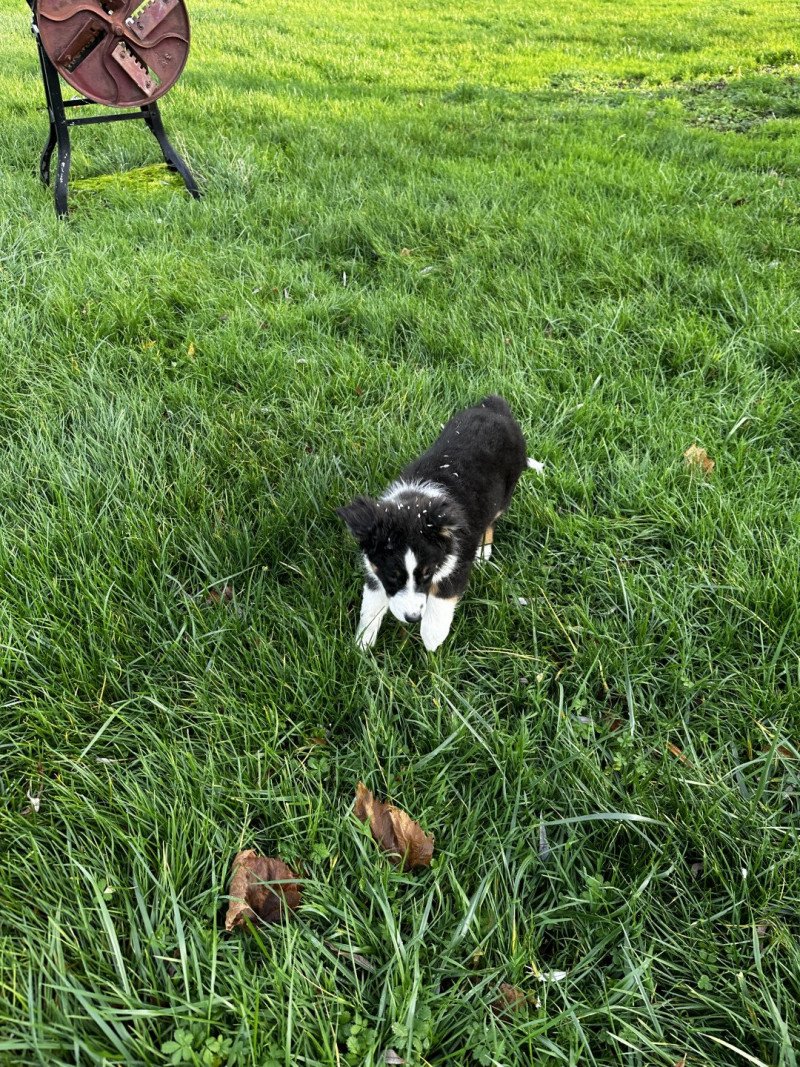 Uzana Femelle Berger australien