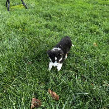 chiot Berger australien Noir tricolore Uzana Berger australien des fauminards