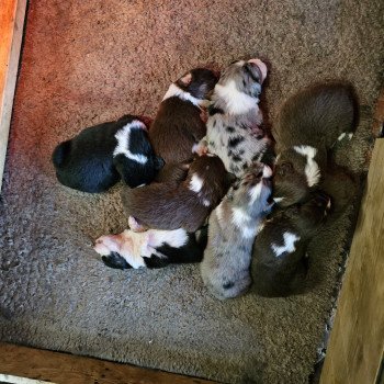 chiot Berger australien Bleu merle TALIA 8 Berger australien des fauminards chiot Berger australien Bleu merle TALIA 8 Berger australien des fauminards