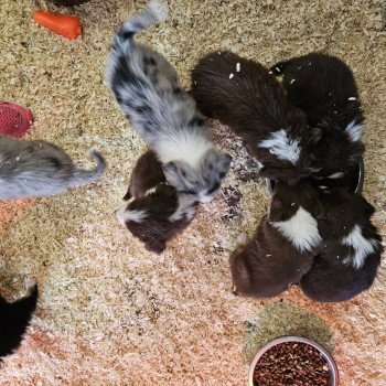 chiot Berger australien Bleu merle TALIA 8 Berger australien des fauminards chiot Berger australien Bleu merle TALIA 8 Berger australien des fauminards