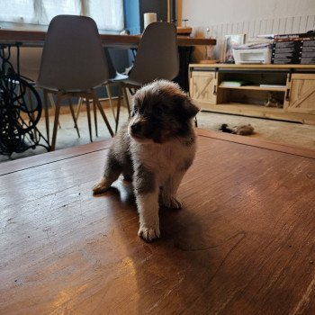 chiot Berger australien Bleu merle UDZY Berger australien des fauminards chiot Berger australien Bleu merle UDZY Berger australien des fauminards