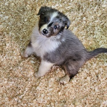 chiot Berger australien Bleu merle UDZY Berger australien des fauminards chiot Berger australien Bleu merle UDZY Berger australien des fauminards