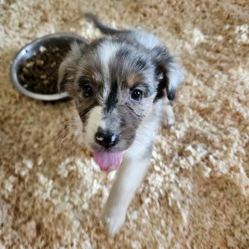 chiot Berger australien Bleu merle UDZY Berger australien des fauminards chiot Berger australien Bleu merle UDZY Berger australien des fauminards