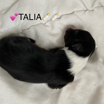 chiot Berger australien NOIR TRI TALIA Berger australien des fauminards