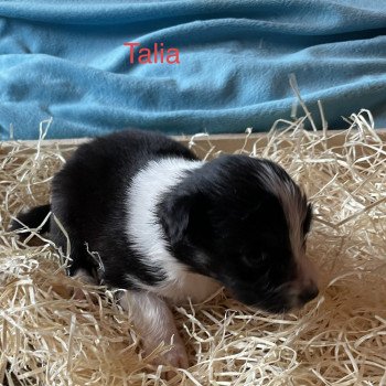 chiot Berger australien NOIR TRI TALIA Berger australien des fauminards