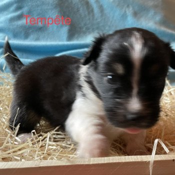 chiot Berger australien NOIR TRI TEMPETE Berger australien des fauminards