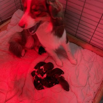 chiot Berger australien NOIR TRI TESLA Berger australien des fauminards