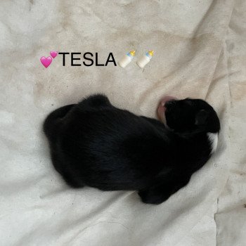 chiot Berger australien NOIR TRI TESLA Berger australien des fauminards