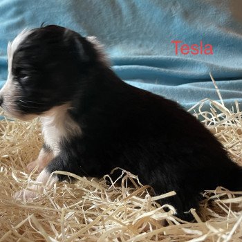 chiot Berger australien NOIR TRI TESLA Berger australien des fauminards