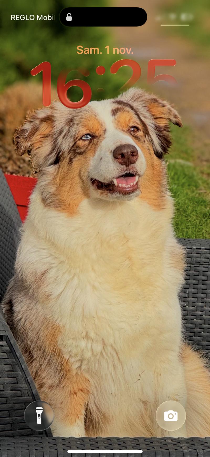 TESS Femelle Berger australien