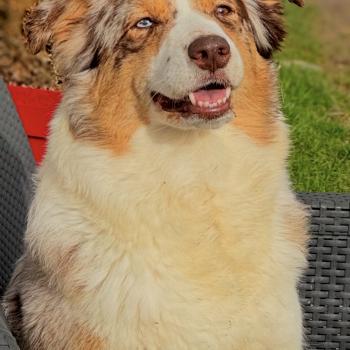 chien Berger australien ROUGE MERLE TESS Berger australien des fauminards