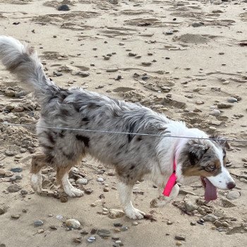 chiot Berger australien ROUGE MERLE TESS Berger australien des fauminards chiot Berger australien ROUGE MERLE TESS Berger australien des fauminards