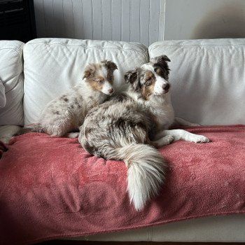 chiot Berger australien ROUGE MERLE TESS Berger australien des fauminards chiot Berger australien ROUGE MERLE TESS Berger australien des fauminards