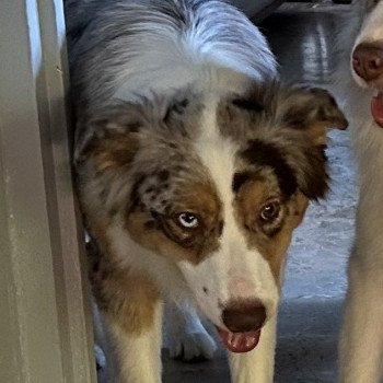 chien Berger australien ROUGE MERLE TESS Berger australien des fauminards chien Berger australien ROUGE MERLE TESS Berger australien des fauminards